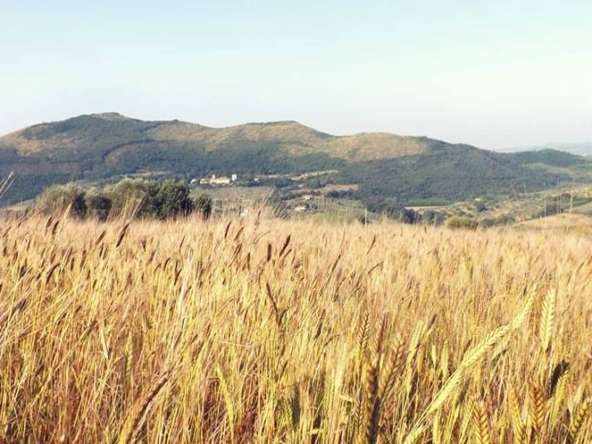 Farfarina